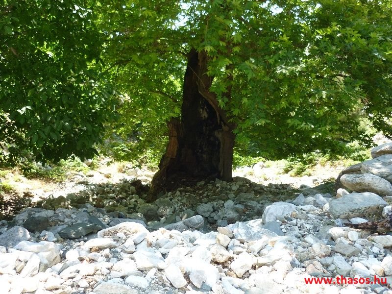 balazsh 2011